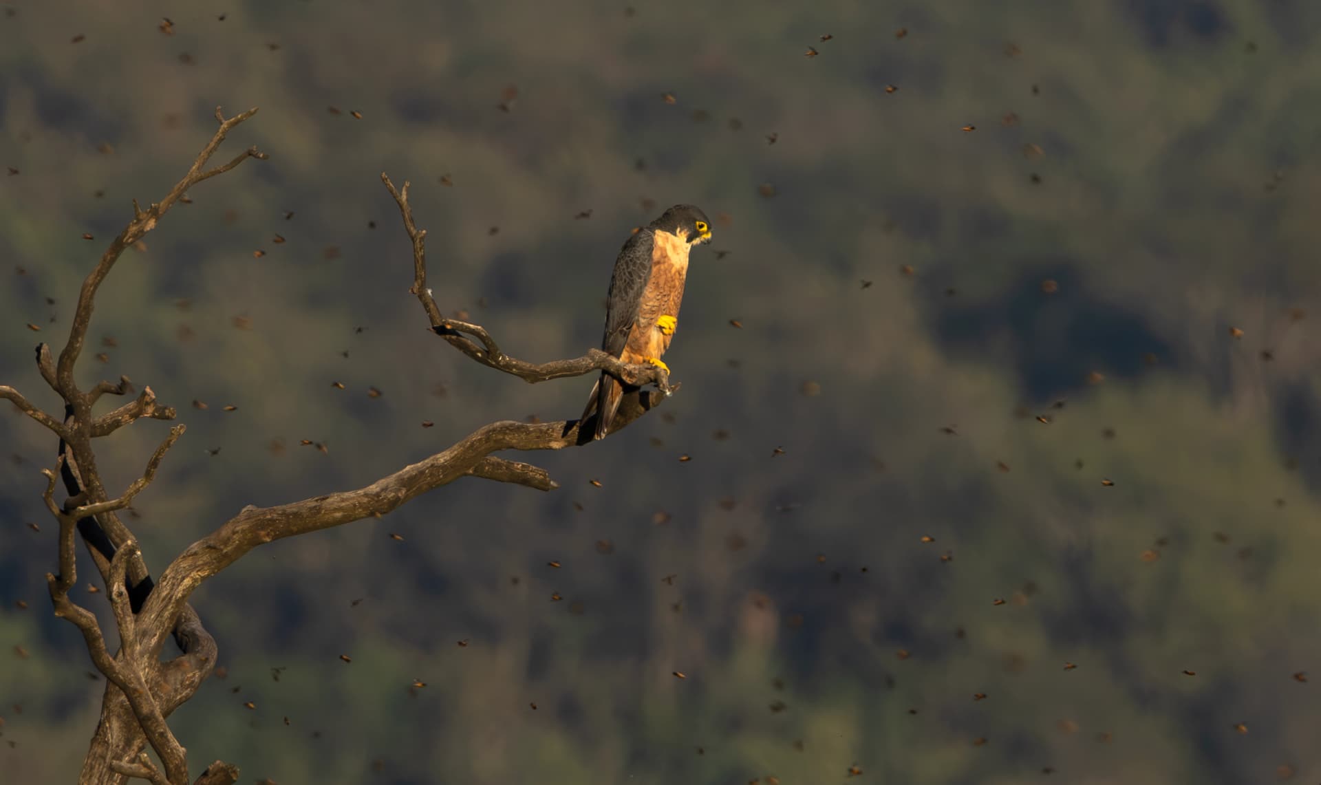 Birdwatching atmosphere in Similipal forest