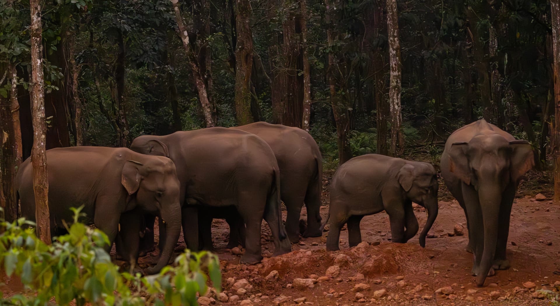 Wild elephants moving through Similipal forest