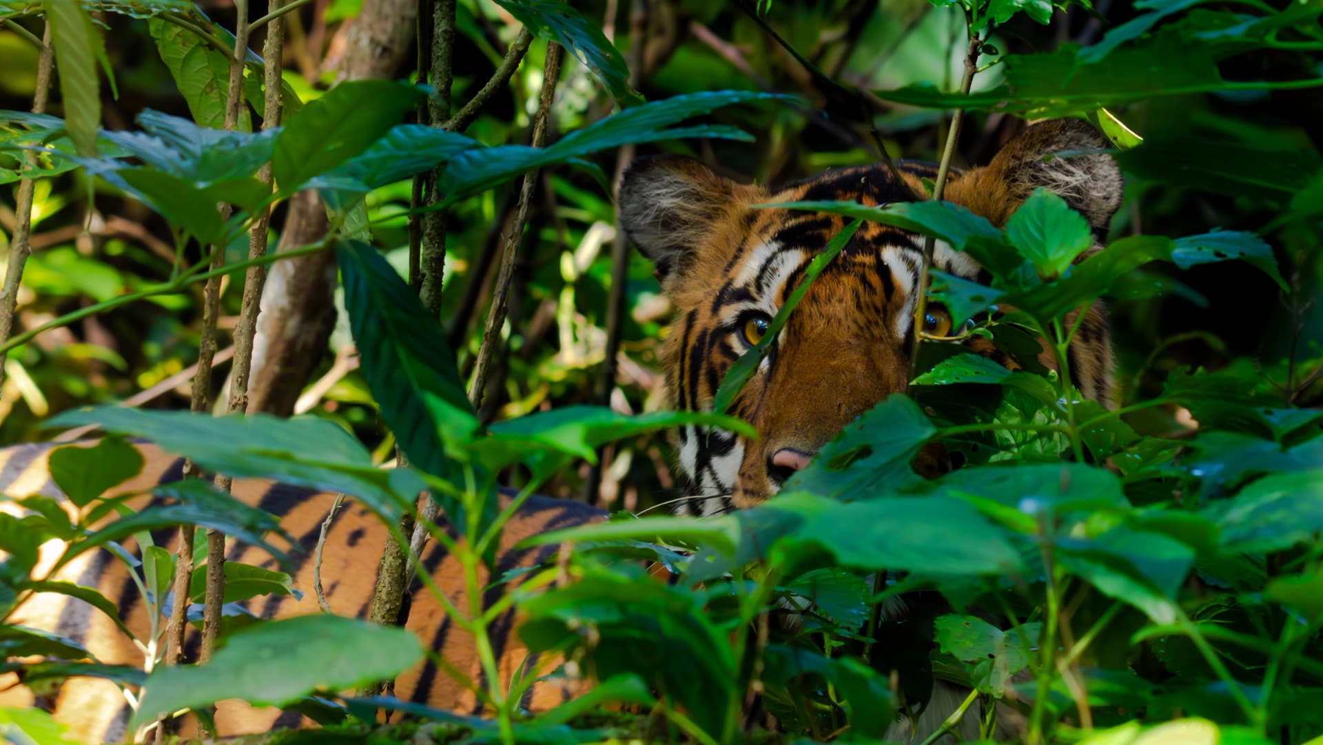 Forest landscape representing conservation in Similipal