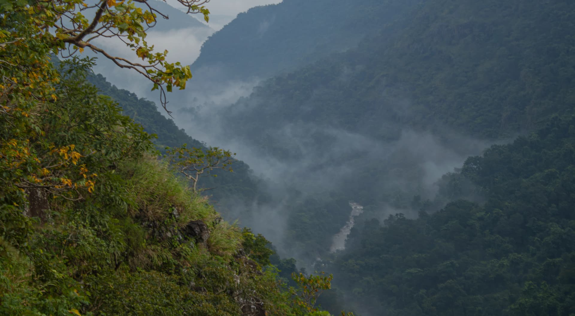 Green forest layers in Similipal Tiger Reserve
