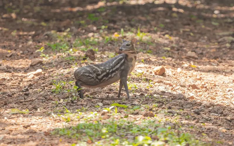 Forest road and wildlife atmosphere in Similipal Tiger Reserve