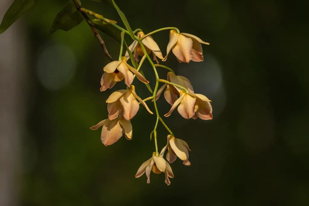 Orchid species — India's orchid treasury