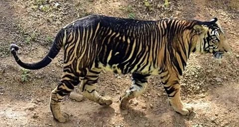 Melanistic Tiger of Similipal