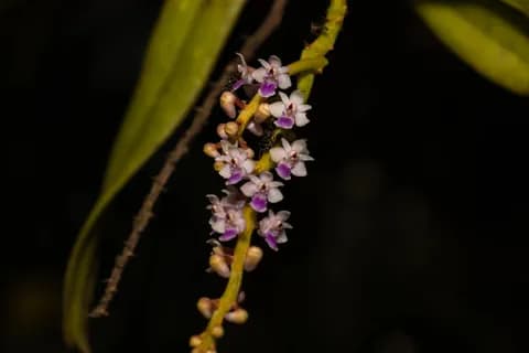 Orchids of Similipal