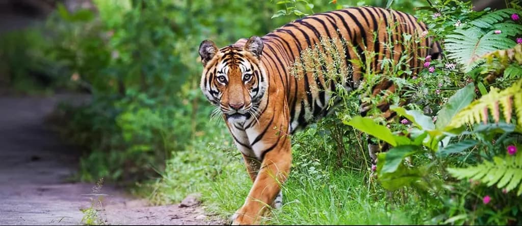 Melanistic Tiger in Similipal Tiger Reserve
