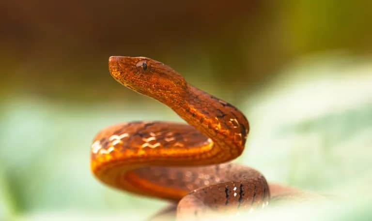 Similipal Wilderness