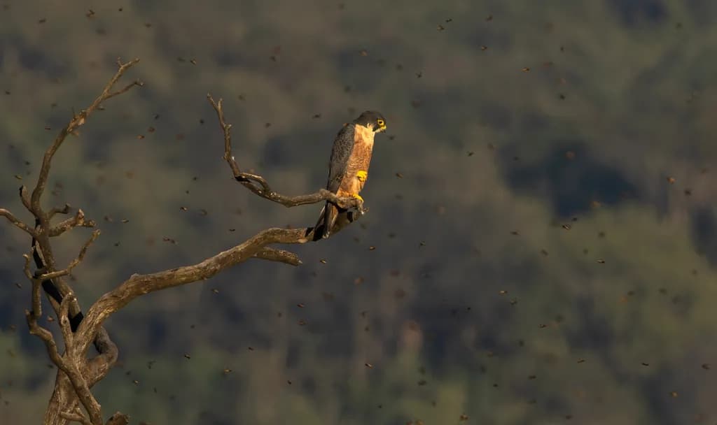 Bird species — a living forest chorus