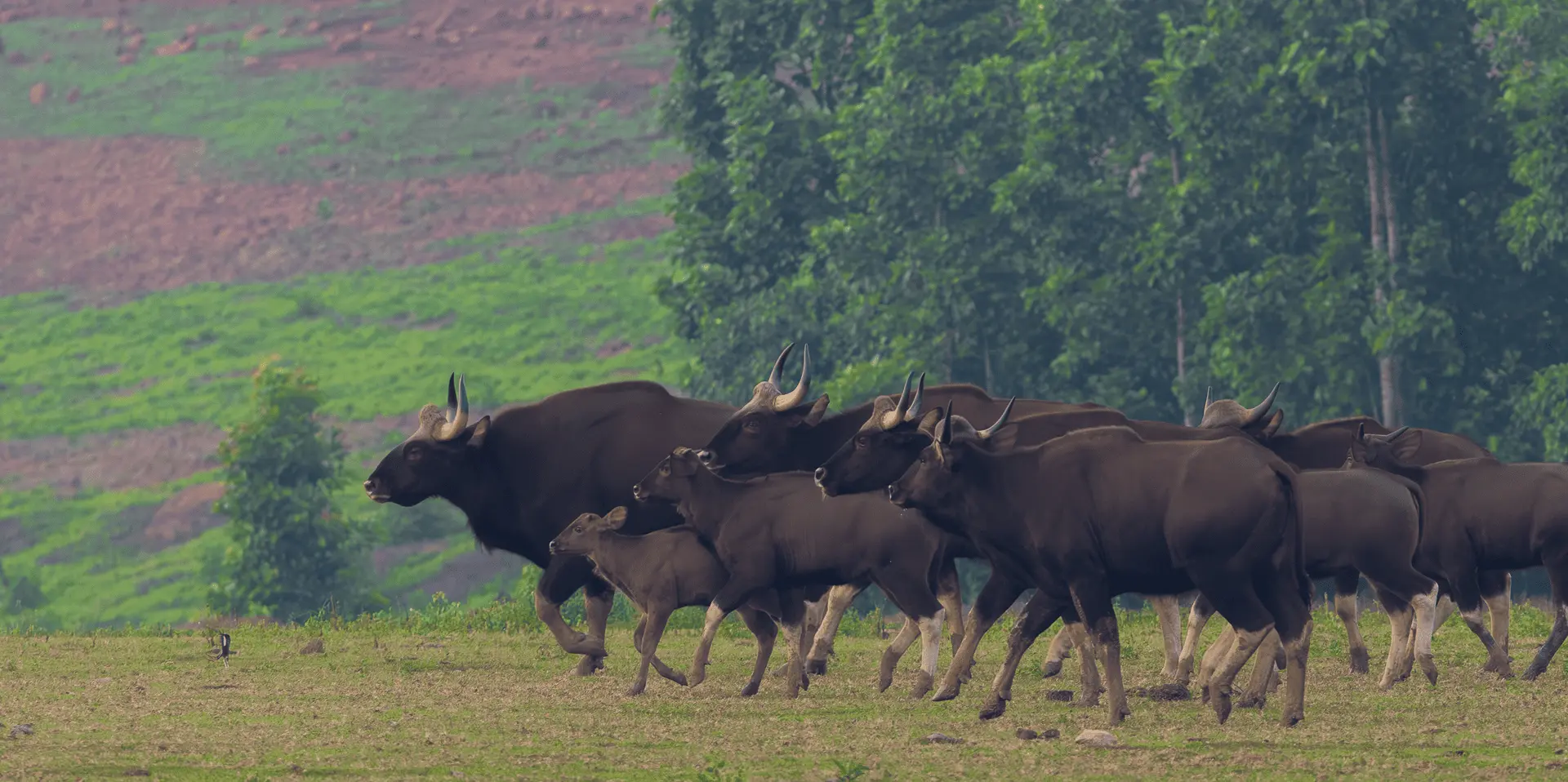 Diverse biodiversity in Similipal Tiger Reserve