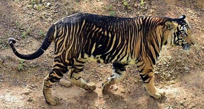 World's Sole Habitat for Melanistic Black Tigers