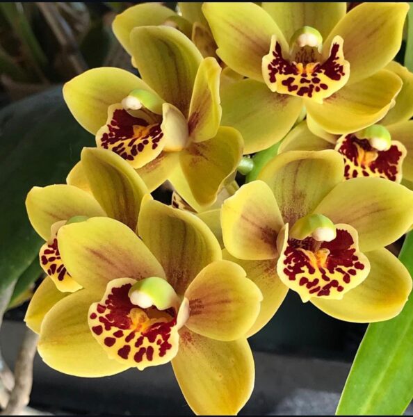 Cymbidium