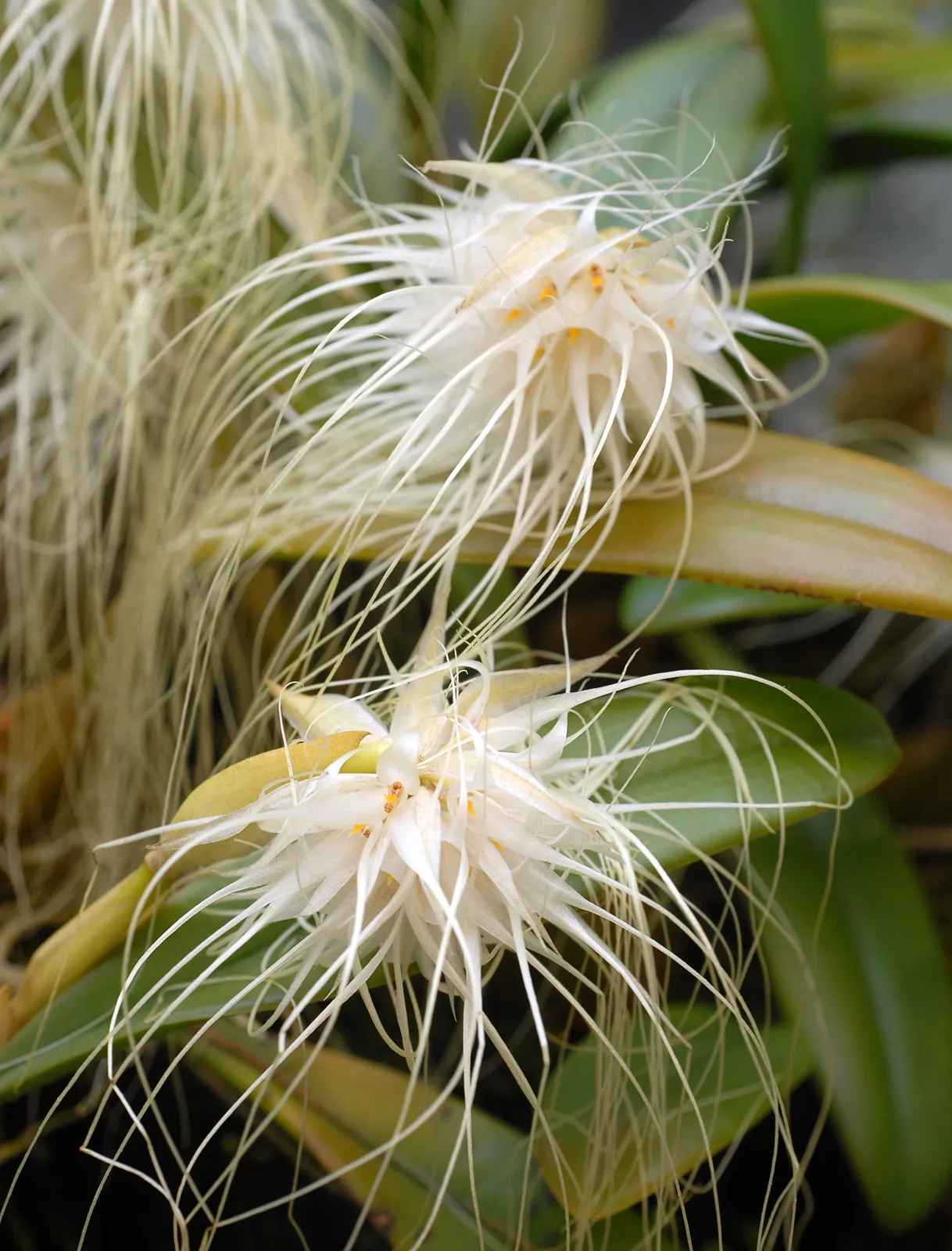 Bulbophyllum