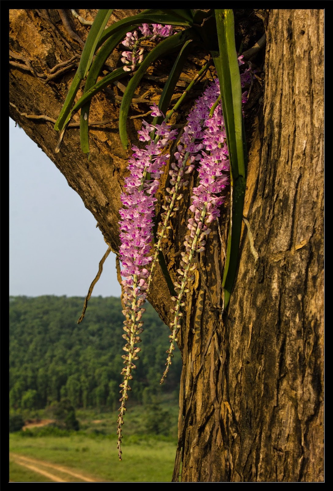 Orchid Conservation