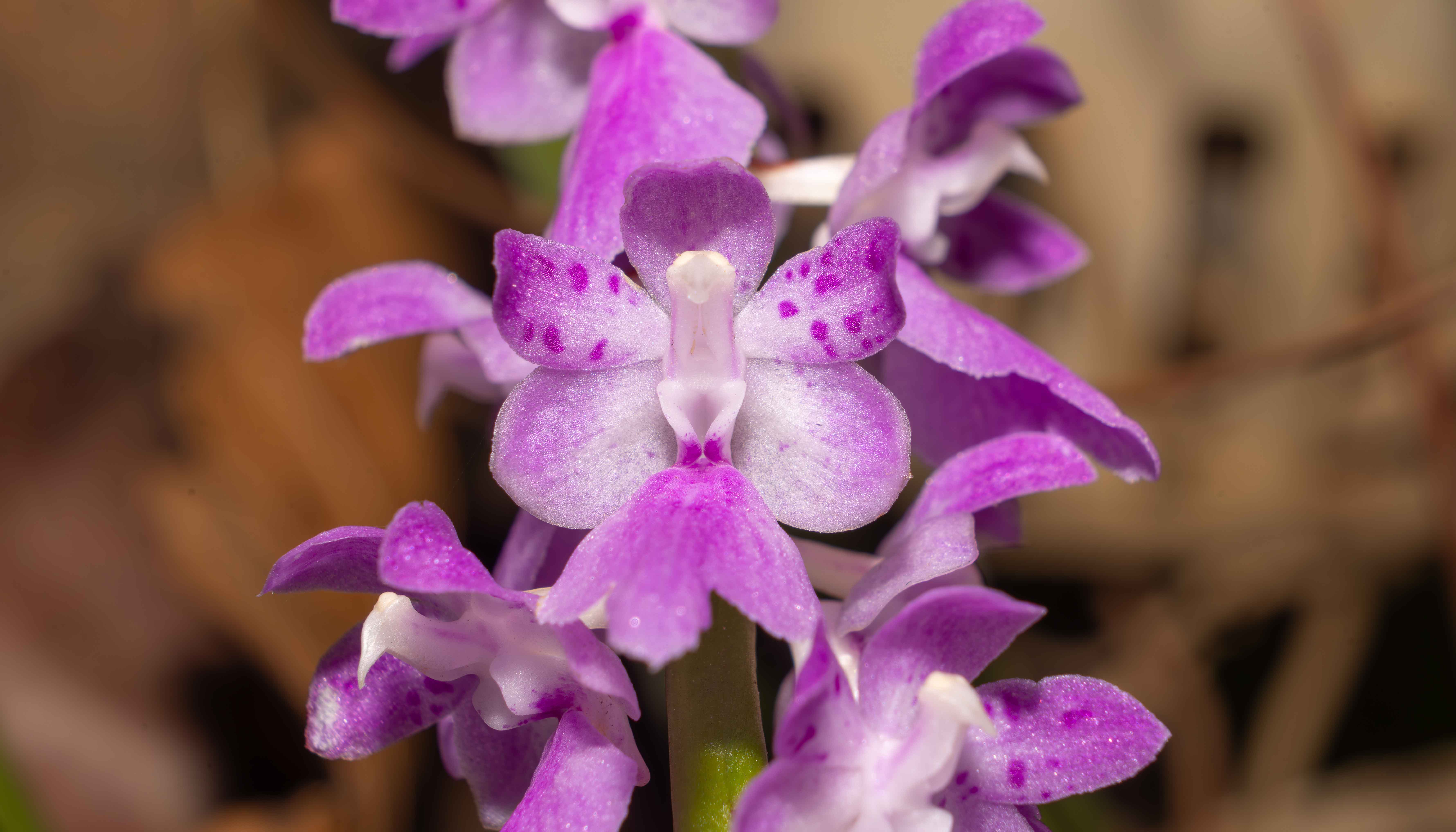 Orchid bloom in Similipal Tiger Reserve