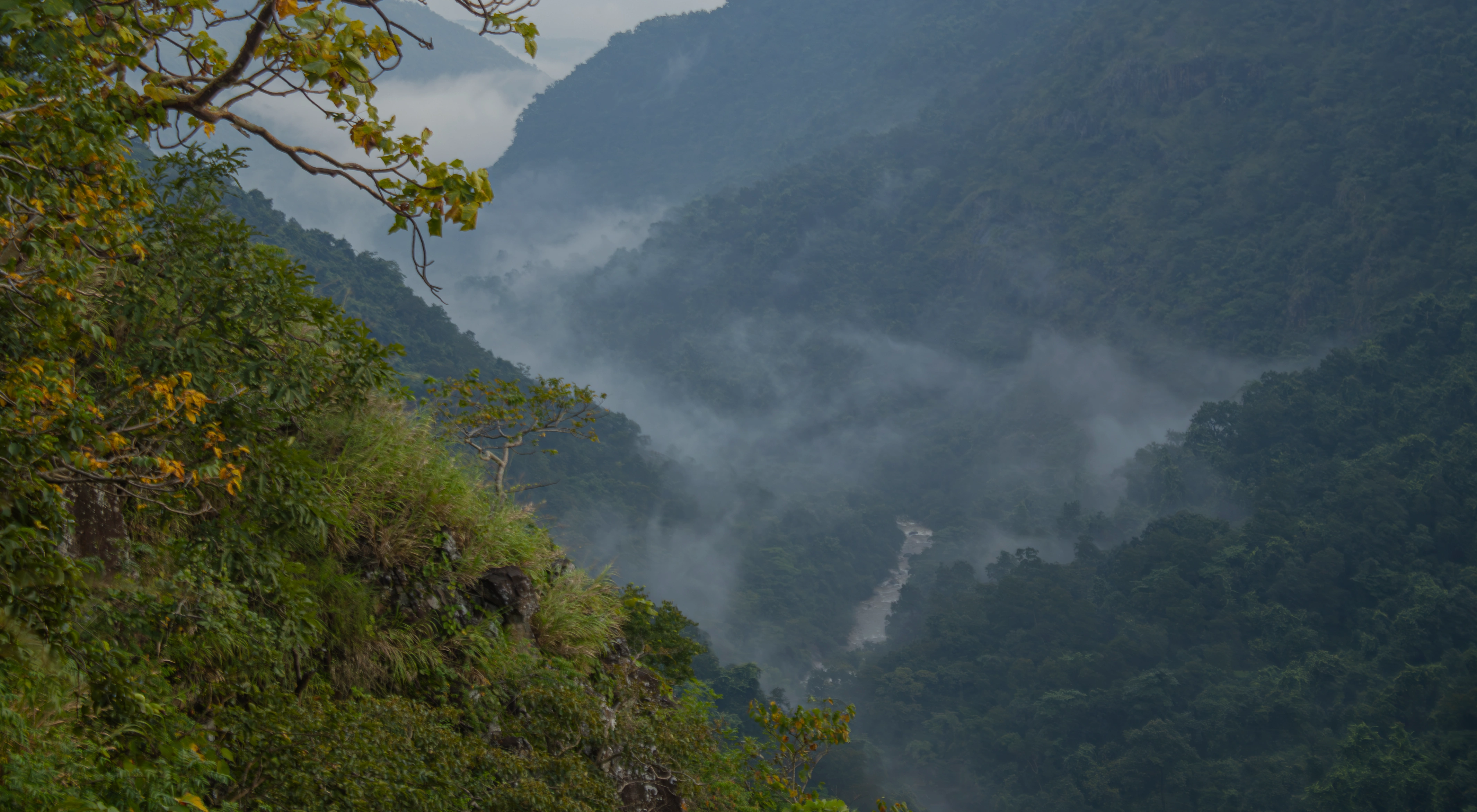 Green forest layers in Similipal Tiger Reserve