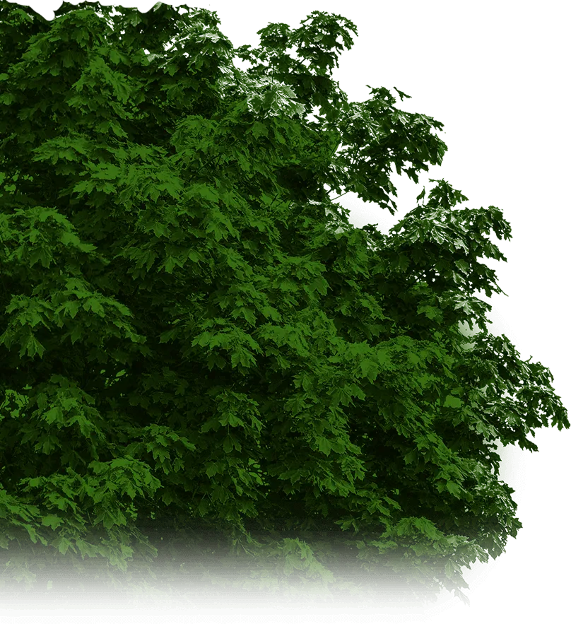 Forest foliage