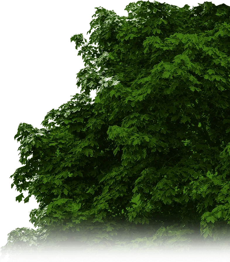 Forest foliage